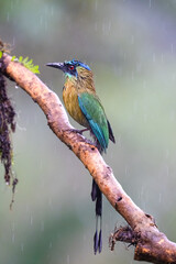 Lesson's motmot, Momotus lessonii, or the blue-diademed motmot, in rain