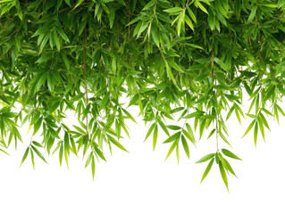 Fototapeta premium Isolated Bamboo Plants