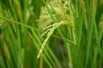 Lush green rice fields with thriving rice plants in the countryside, reflecting food security and agricultural sustainability