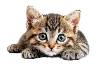 Obraz premium Kitten with big blue eyes, laying down, paws forward, cut out transparent