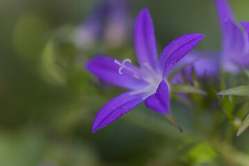 Close-up bellflower, close-up purple flowers with white pollen pistil, purple flower, close-up single pollen pistil, beautiful Campanula, Close-up of bluebells