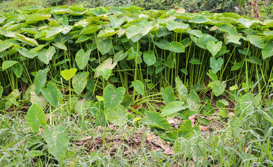 Thriving Green Taro Plants in a Lush Field