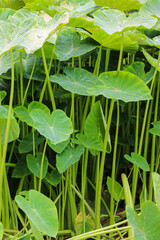 Vibrant Green Taro Plants in Lush Natural Habitat