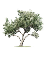 Realistic Watercolor Olive Tree Illustration on White Background