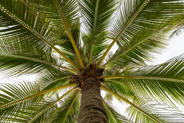 coconut palm tree on blue sky