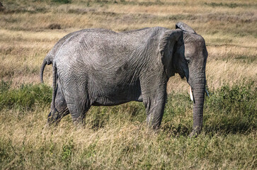 &eacute;l&eacute;phants dans le parc du S&eacute;rengeti en Tanzanie