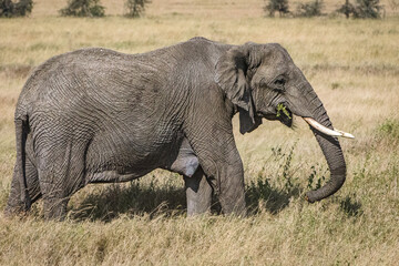 éléphants dans le parc du Sérengeti en Tanzanie