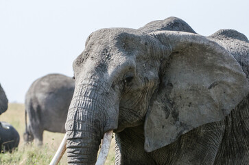 éléphants dans le parc du Sérengeti en Tanzanie