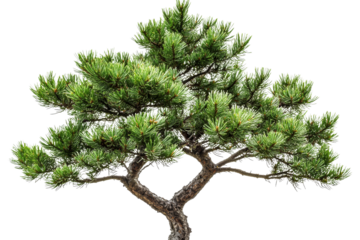 Bonsai pine tree with lush green needles, cut out transparent