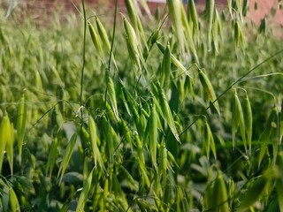 close up shoot of young green oats growing field.