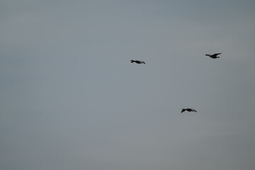 Birds flying in the sky.
