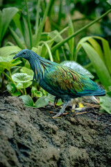 Nicobar pigeon (Caloenas nicobarica) on the ground