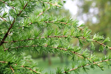 Young branches of European larch (Larix decidua)