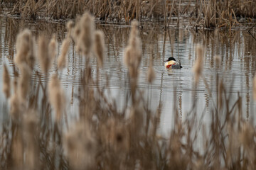 A large guinea fowl swims among the reeds.
