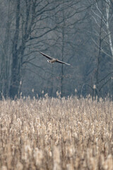 Wild goose flying over the reeds.

