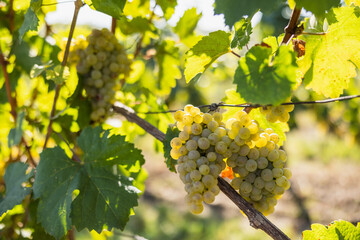 Freshly ripened white grapes hang on the vine in a sunlit vineyard, ready for harvest late in the...