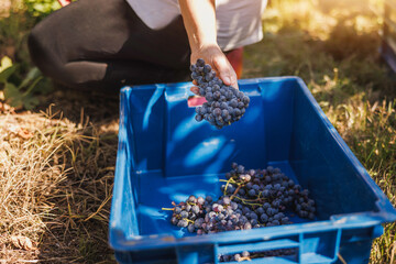 Grape harvesting in the vineyard during golden hour with sunlit background