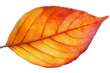 Autumn leaf with vein details, orange, red, backlit , cut out transparent