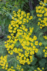 Obraz premium In spring, Euphorbia cyparissias blooms among herbs