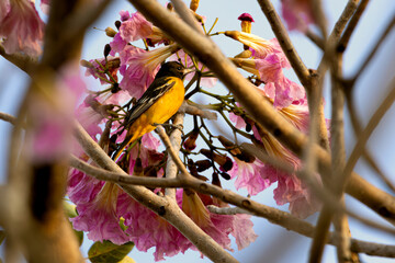 Bolsero norte&ntilde;o eating nectar on a branch