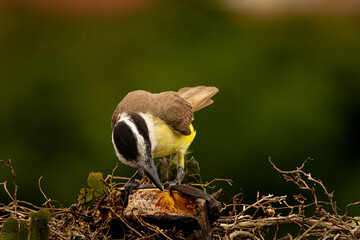 Pecho Amarillo Bird eating a banana