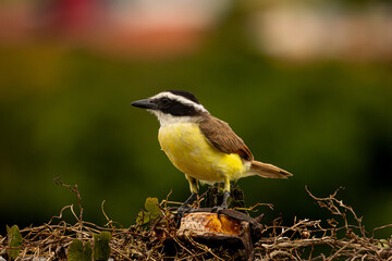 Pecho Amarillo Bird eating a banana