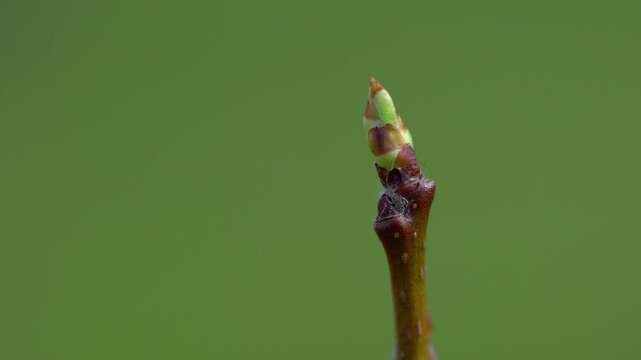 Medlar budding in spring (Mespilus germanica) - (4K)