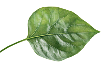 Detailed green leaf with intricate vein patterns, cut out transparent