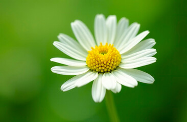 Fototapeta premium A beautiful delicate daisy on a green blurred background.