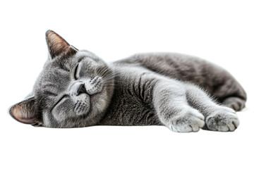 Relaxed gray cat sleeping comfortably, cute pet, cut out transparent
