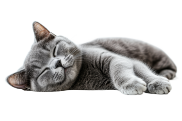 Relaxed gray cat sleeping comfortably, cute pet, cut out transparent