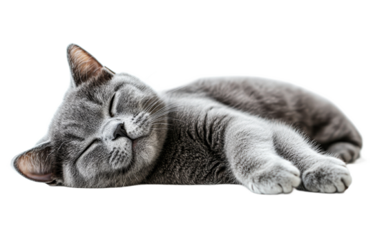Relaxed gray cat sleeping comfortably, cute pet, cut out transparent