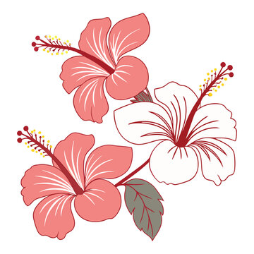 joba flower vector with white background