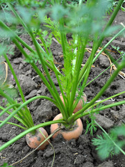 Carrots growing in open organic soil