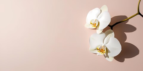 Obraz premium Elegant white orchids on a soft pink background create a serene atmosphere