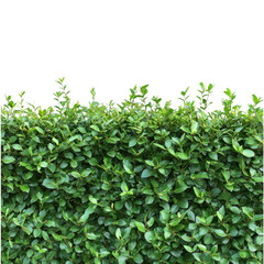 Lush Green Hedge Ideal for Garden Design on transparent background.