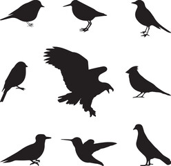 Bird vector, bird, animal, sparrow, feather, flying, animals, wildlife, wild, wing, duck vector set