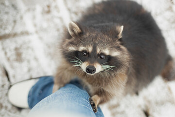 Adult racoon begging for food, portrait of raccoon with bandit's mask