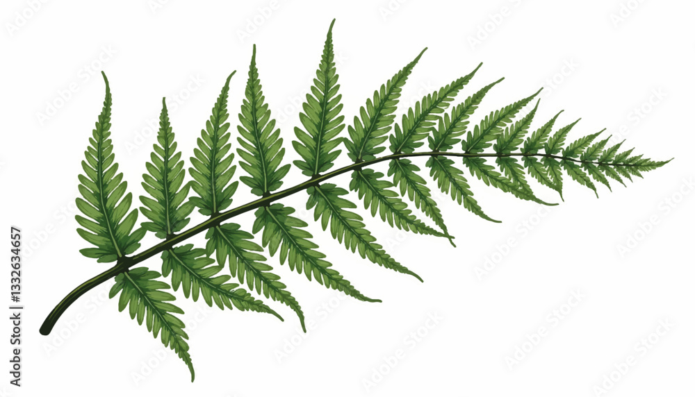 Poster fossilized fern leaf with intricate patterns on white background, nature study