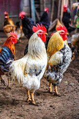 A colourful rooster with his chicken herd.Rooster and Chickens.Free range chicken on a traditional poultry farm.Breeding and keeping chickens in the countryside in the open air.