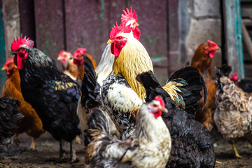 A colourful rooster with his chicken herd.Rooster and Chickens.Free range chicken on a traditional...