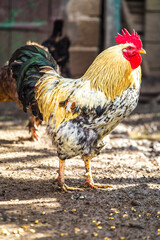 A colourful rooster with his chicken herd.Rooster and Chickens.Free range chicken on a traditional poultry farm.Breeding and keeping chickens in the countryside in the open air. © bukhta79