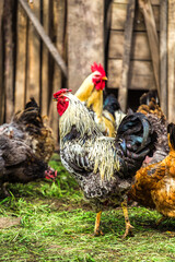 A colourful rooster with his chicken herd.Rooster and Chickens.Free range chicken on a traditional...