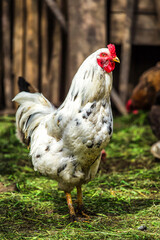 A colourful rooster with his chicken herd.Rooster and Chickens.Free range chicken on a traditional poultry farm.Breeding and keeping chickens in the countryside in the open air.