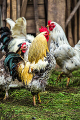 A colourful rooster with his chicken herd.Rooster and Chickens.Free range chicken on a traditional poultry farm.Breeding and keeping chickens in the countryside in the open air.