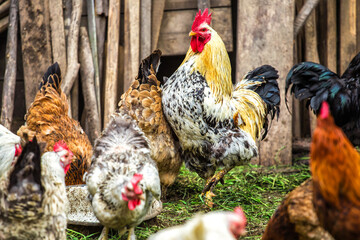 A colourful rooster with his chicken herd.Rooster and Chickens.Free range chicken on a traditional poultry farm.Breeding and keeping chickens in the countryside in the open air.