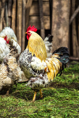 A colourful rooster with his chicken herd.Rooster and Chickens.Free range chicken on a traditional poultry farm.Breeding and keeping chickens in the countryside in the open air.