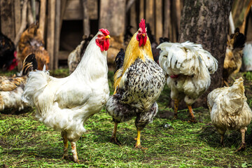 A colourful rooster with his chicken herd.Rooster and Chickens.Free range chicken on a traditional poultry farm.Breeding and keeping chickens in the countryside in the open air.