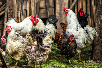 A colourful rooster with his chicken herd.Rooster and Chickens.Free range chicken on a traditional poultry farm.Breeding and keeping chickens in the countryside in the open air.