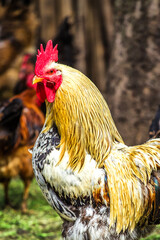 A colourful rooster with his chicken herd.Rooster and Chickens.Free range chicken on a traditional...
